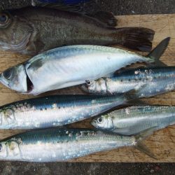 兵突でいろいろ釣れました。