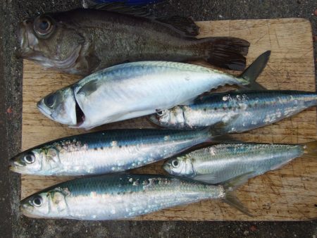 兵突でいろいろ釣れました。