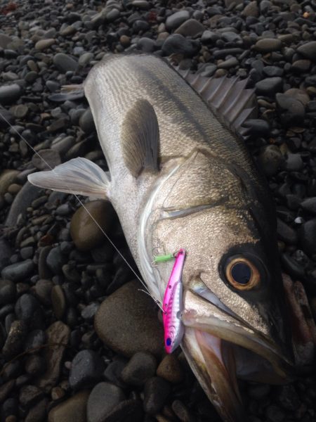 雨の中青物狙いで～