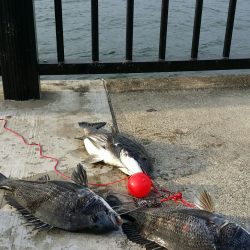 ようやく空港にも・・・