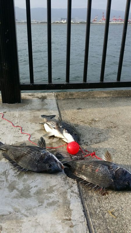 ようやく空港にも・・・