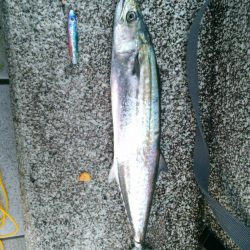 ショアジギング