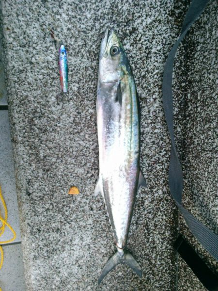 ショアジギング