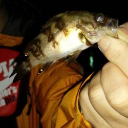 メバルの活性が悪い