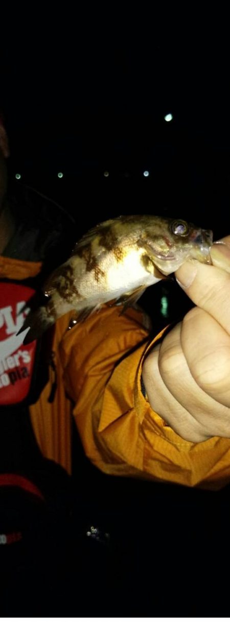 メバルの活性が悪い