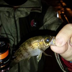 小さなメバルだけ