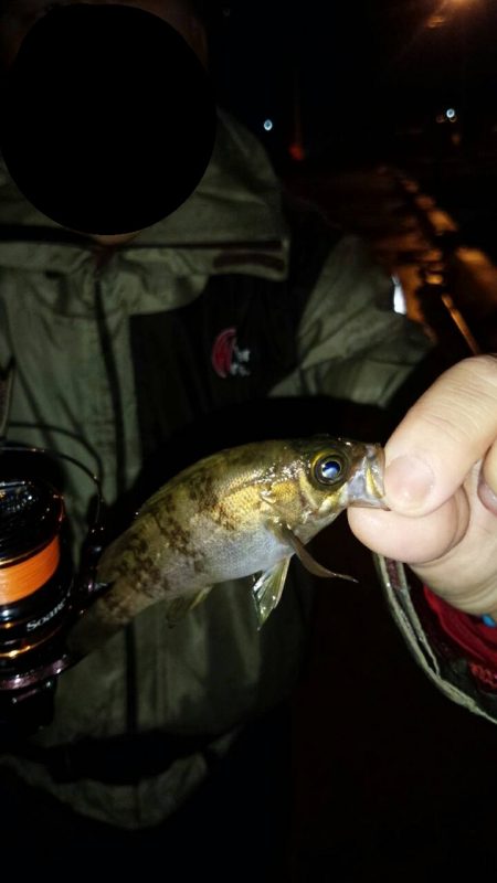 小さなメバルだけ