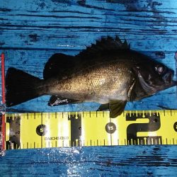 シャローは楽しい