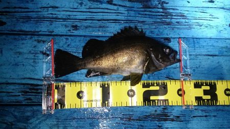 シャローは楽しい