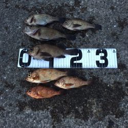 久しぶりの普通メバル