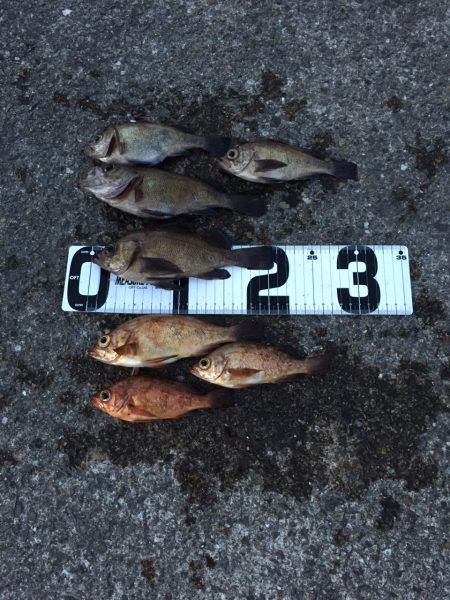 久しぶりの普通メバル