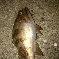 シーズン開幕は、もうちょい