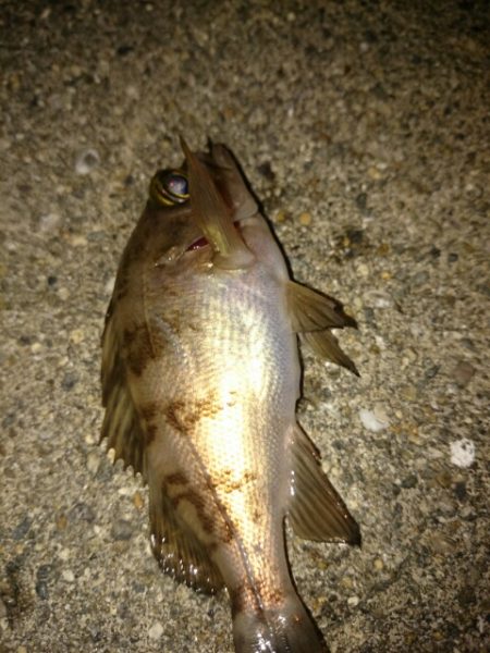 シーズン開幕は、もうちょい