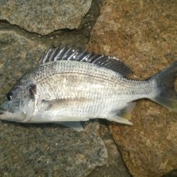 矢倉緑地　ぶっこみ釣り