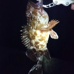 チニング諦めてのガシラ大漁