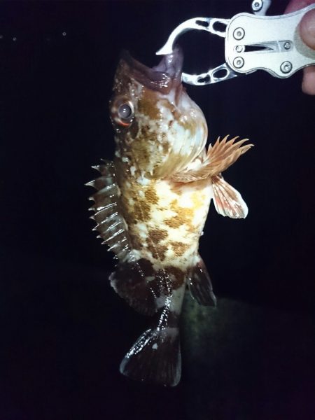 チニング諦めてのガシラ大漁