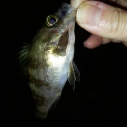 ミニマムばかり・・・