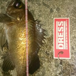 中途半端な釣果