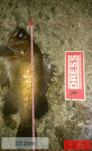 中途半端な釣果