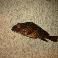 アジは、まだ？