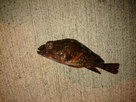 アジは、まだ？