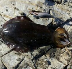 強風のなかのエギング