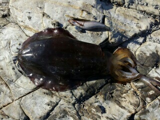 強風のなかのエギング