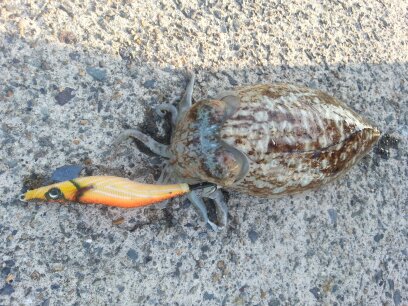 やぱり・・・コウイカ