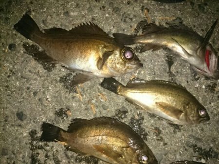 ちょぃよくなってきたかな？