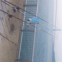 カレイとアイナメと・・・マグロ!?