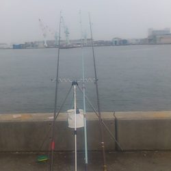 兵突にサビキシーズン開幕!?