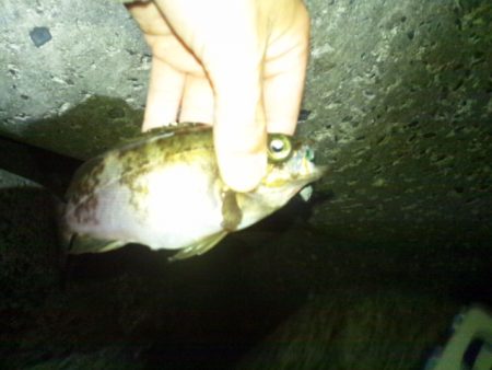 ショートバイトばかりのメバリング