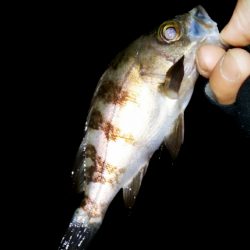 メバル少なくフグパーティー