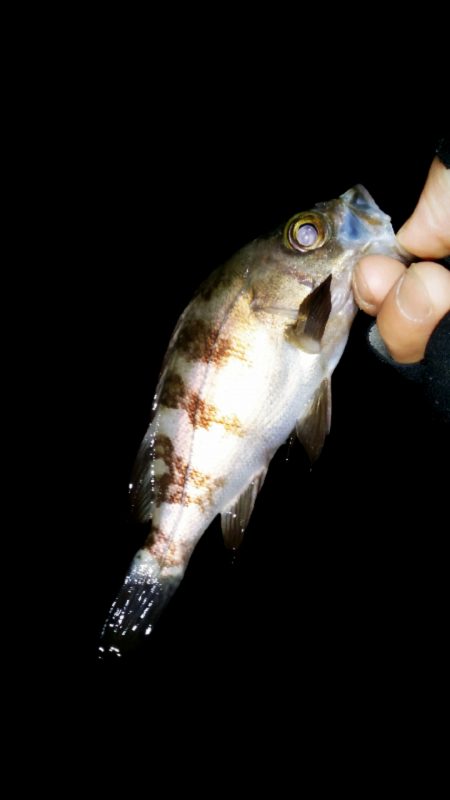 メバル少なくフグパーティー