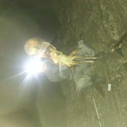 今年初アオリ！