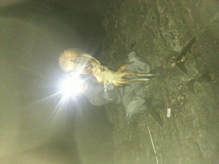 今年初アオリ！