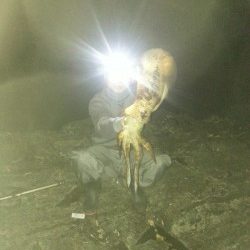 今年初アオリ！