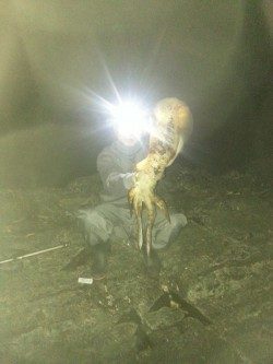 今年初アオリ！