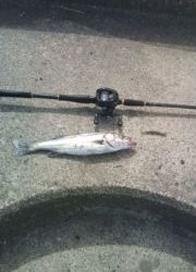 シーバス：ルアーデイゲーム