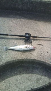 シーバス：ルアーデイゲーム