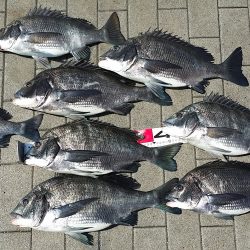 今日は3人でチヌ釣り！