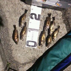 最近は小さいです