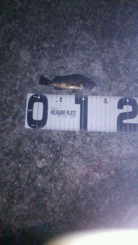 一時間フィッシング