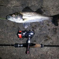 のっ込みチヌ狙い！