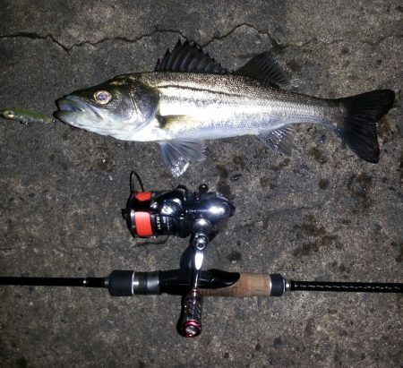 のっ込みチヌ狙い！