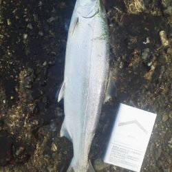 今年の初フィッシュ