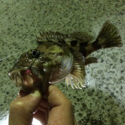 メバリングトーナメント