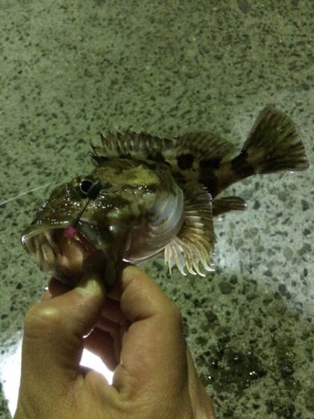 メバリングトーナメント