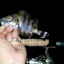 箱作でメバリング　チビばかり