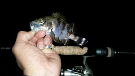 箱作でメバリング　チビばかり